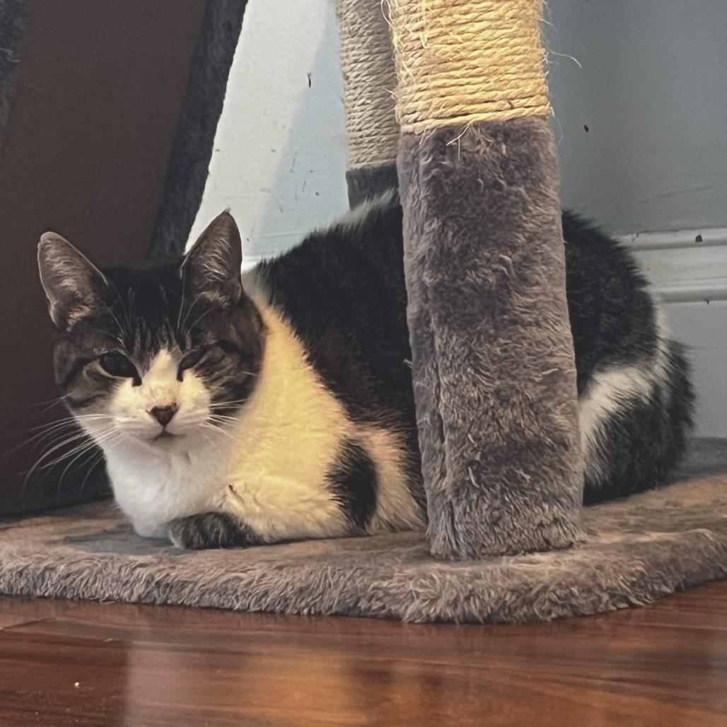 Momma Kitty, a Adoptable Domestic Short Hair in Fairport, NY image 3/6