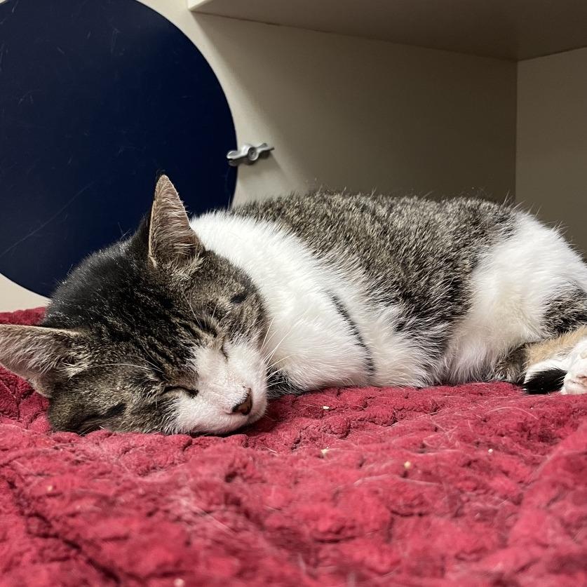 Momma Kitty, a Adoptable Domestic Short Hair in Fairport, NY image 4/6