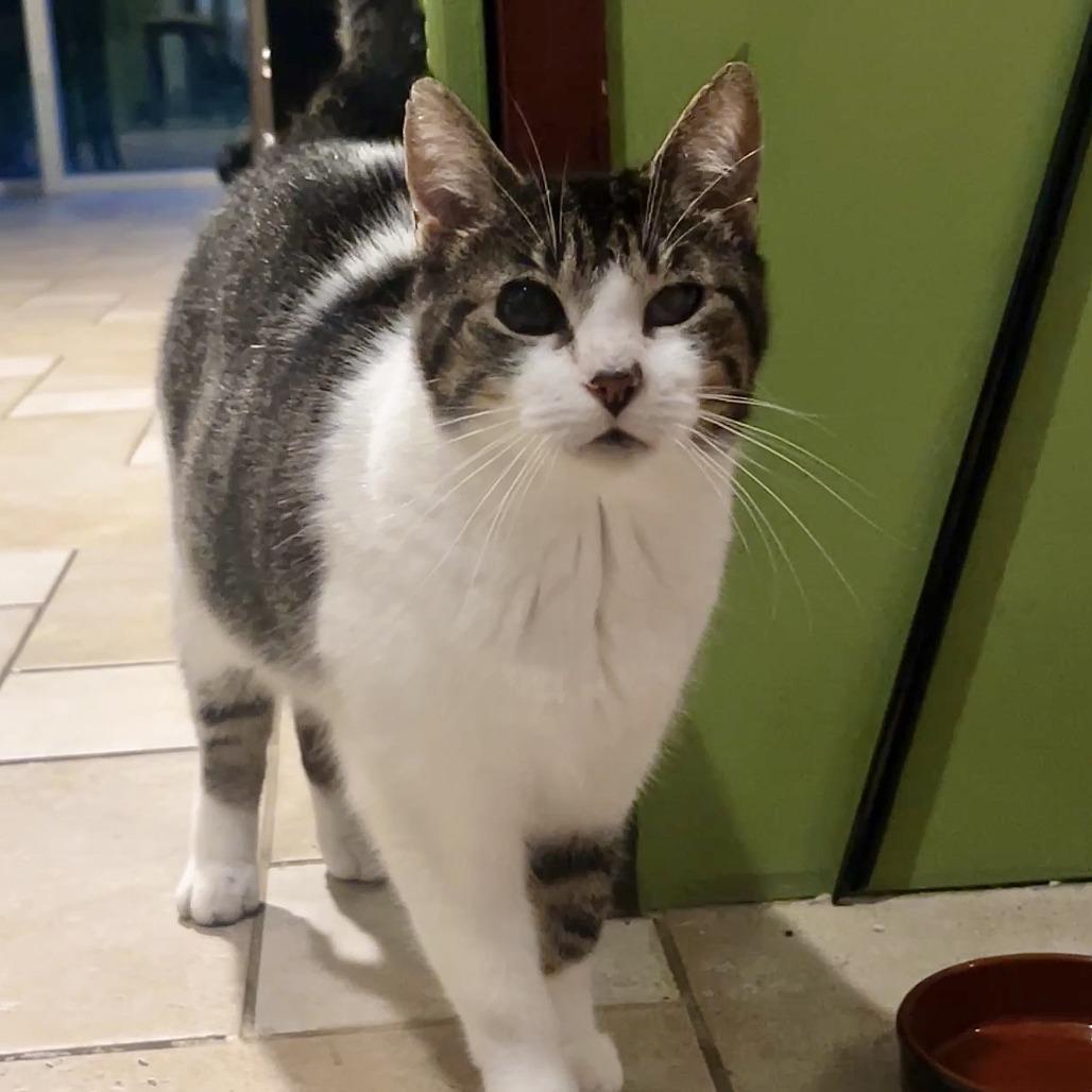 Momma Kitty, a Adoptable Domestic Short Hair in Fairport, NY image 5/6