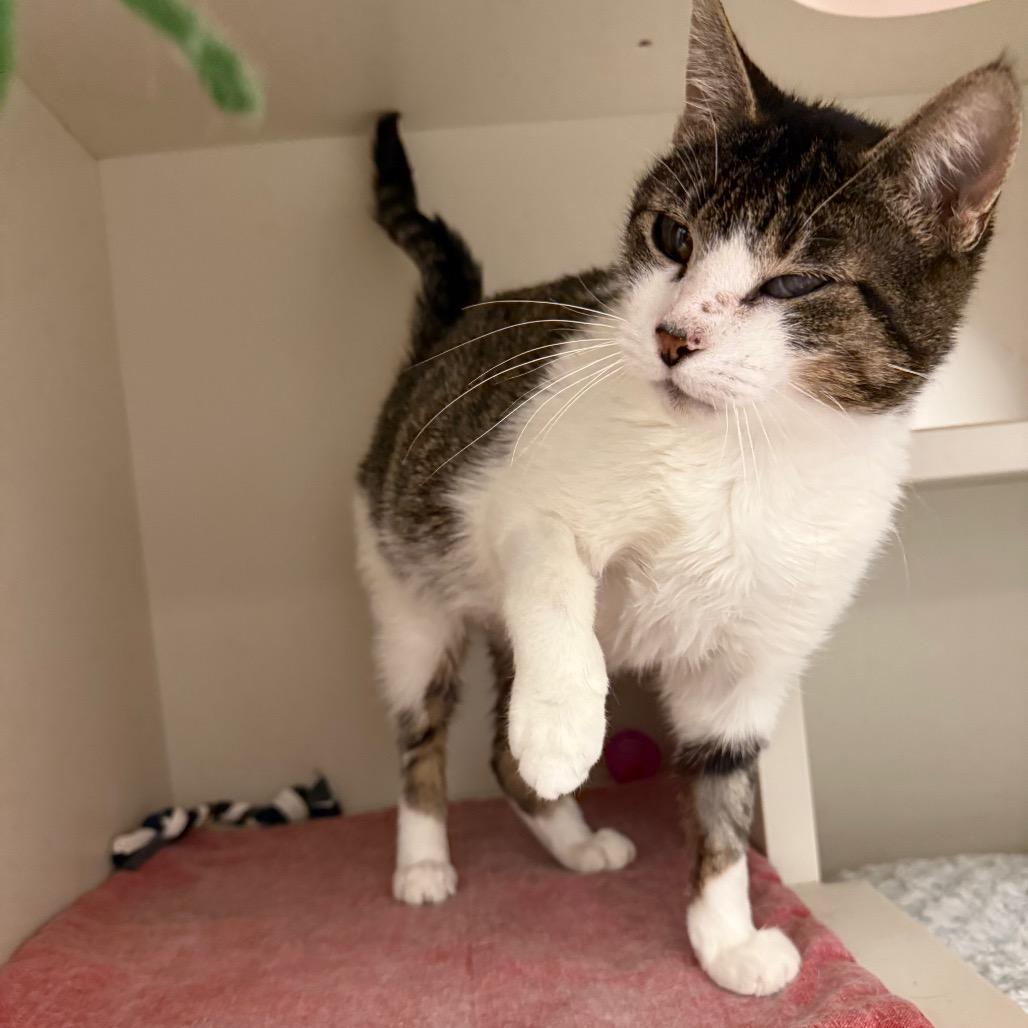 Enlarge Momma Kitty, a Adoptable Domestic Short Hair in Fairport, NY image 5/6