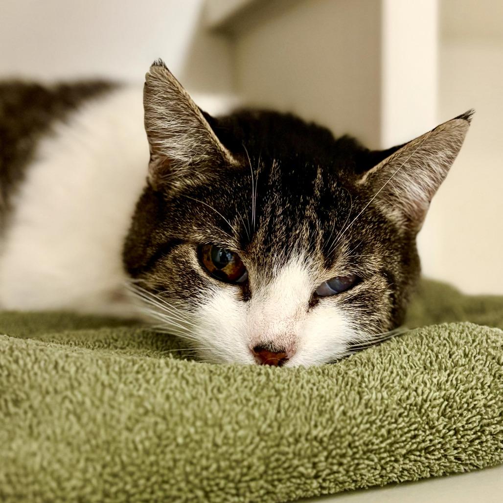 Enlarge Momma Kitty, a Adoptable Domestic Short Hair in Fairport, NY image 6/6