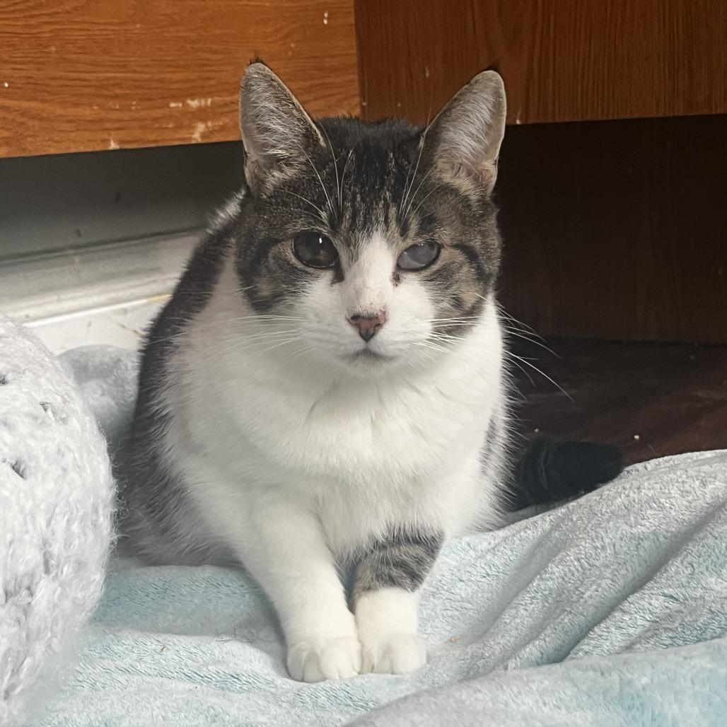 Enlarge Momma Kitty, a Adoptable Domestic Short Hair in Fairport, NY image 6/6