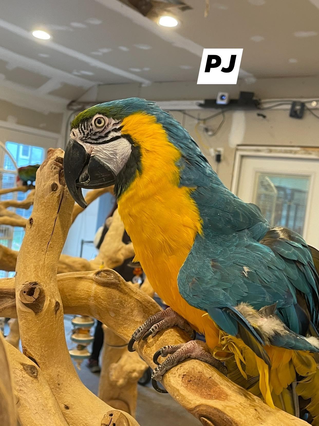 Enlarge PJ, a ADOPTABLE Macaw in Blairstown, NJ image 1/1