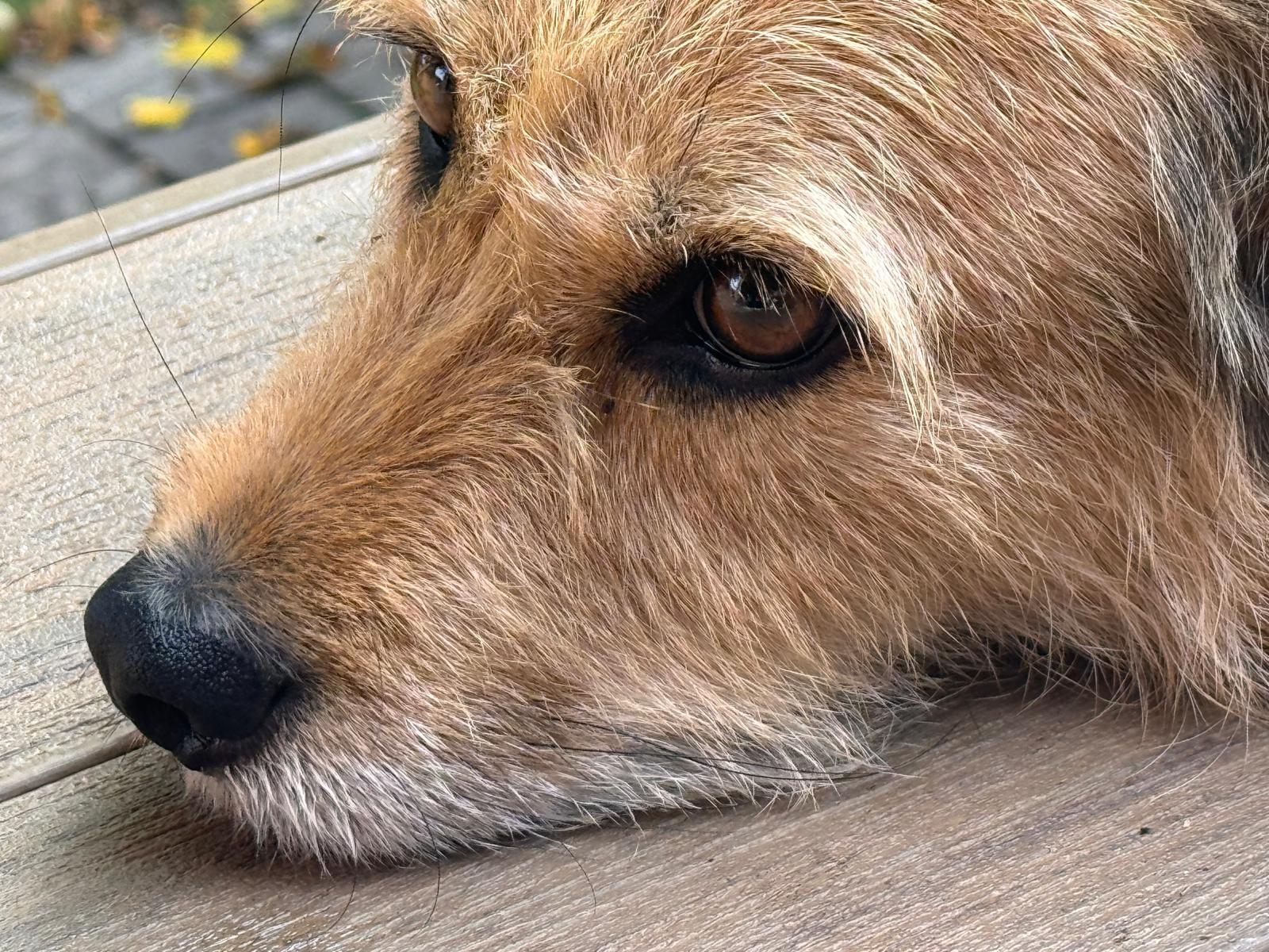 Tucker, Adoptable, Adult Male Irish Terrier.