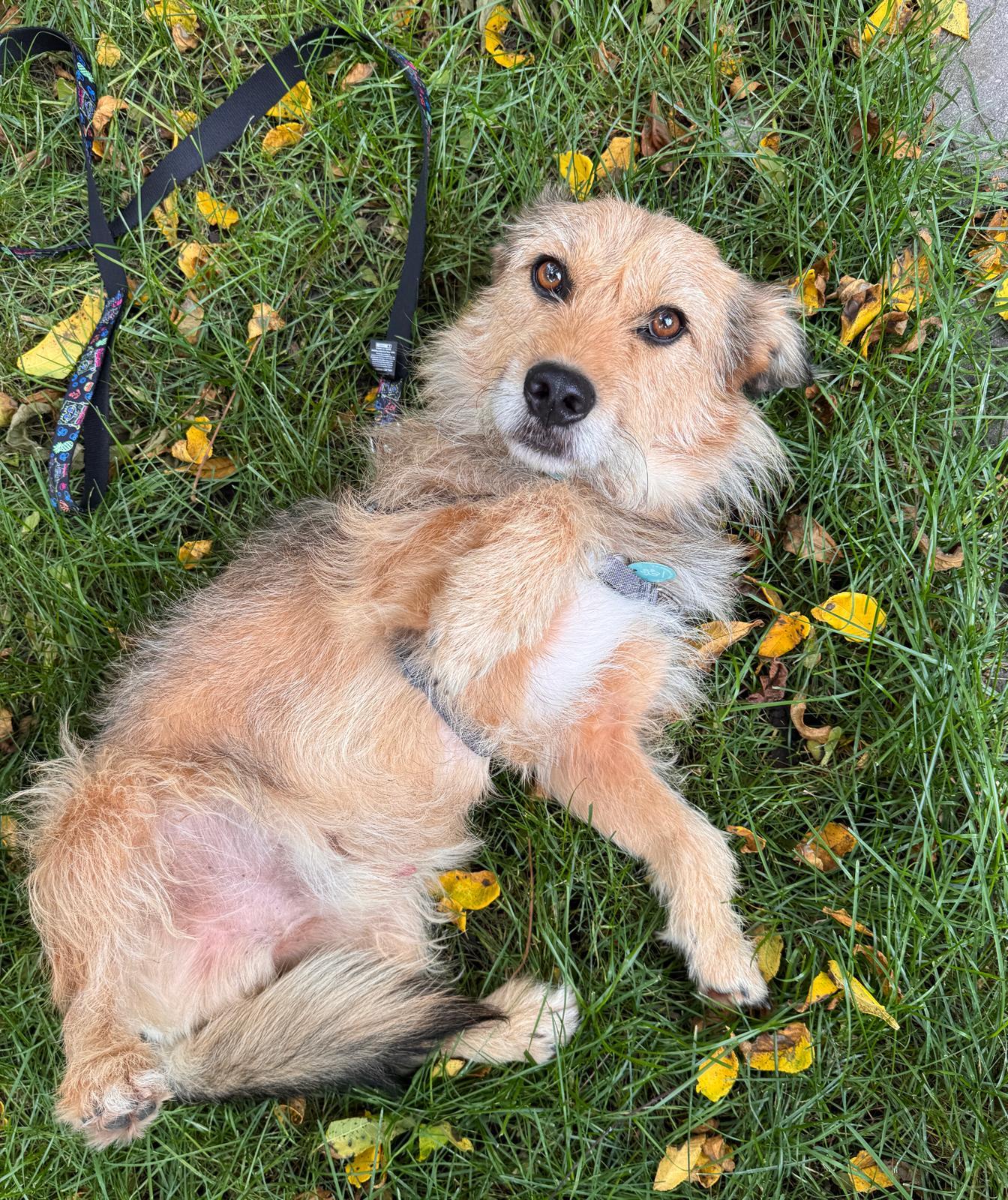 Enlarge Tucker, a Adoptable Irish Terrier in Erin, ON image 2/6