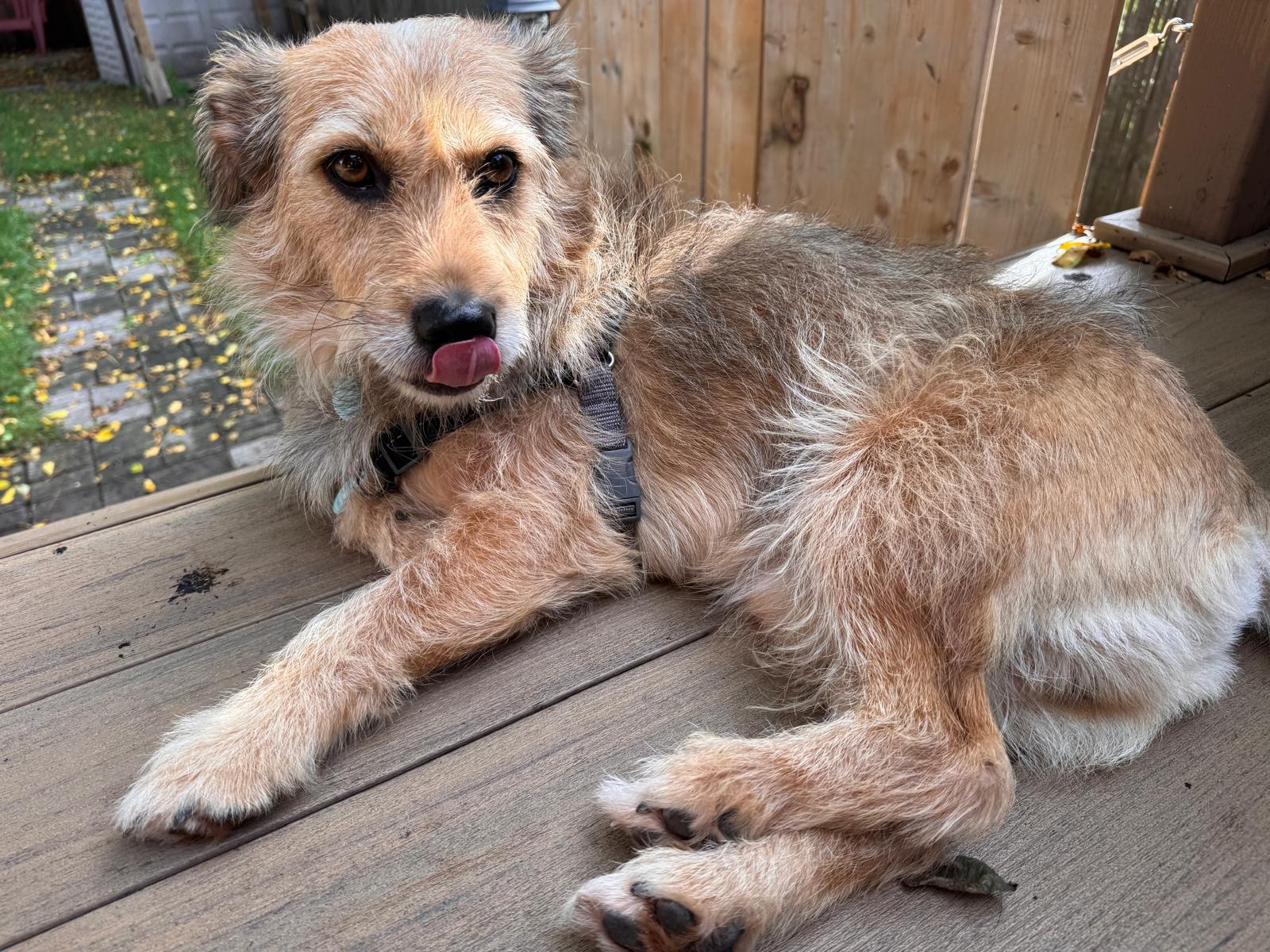 Enlarge Tucker, a Adoptable Irish Terrier in Erin, ON image 3/6