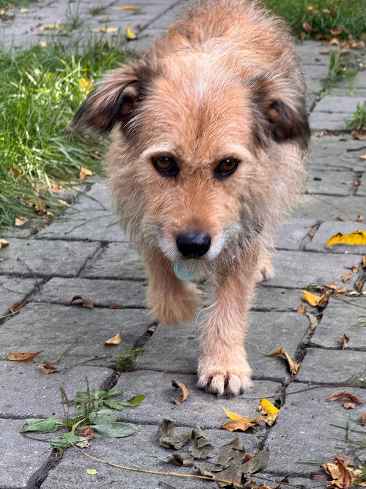 Enlarge Tucker, a Adoptable Irish Terrier in Erin, ON image 4/6