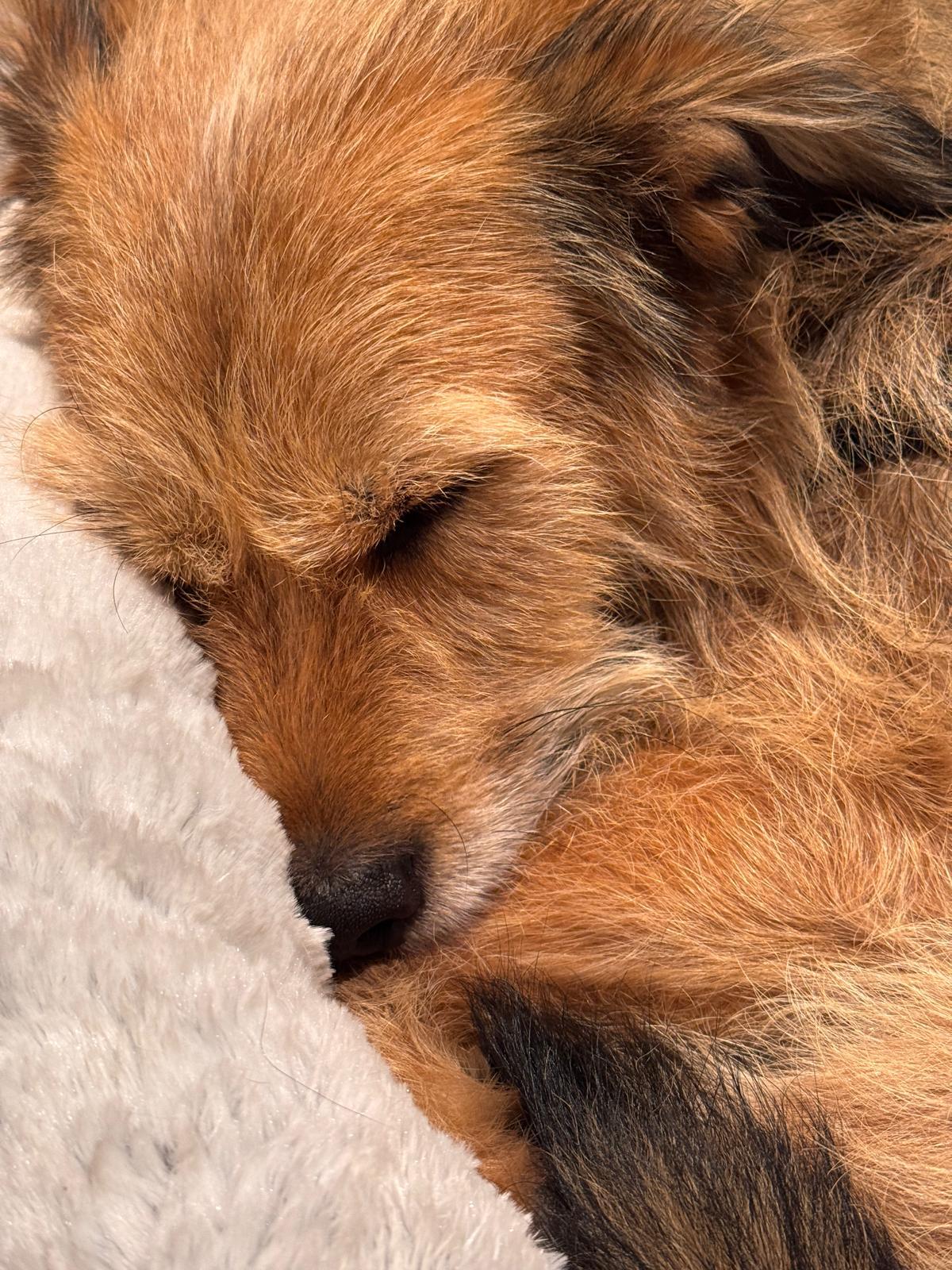 Enlarge Tucker, a Adoptable Irish Terrier in Erin, ON image 5/6