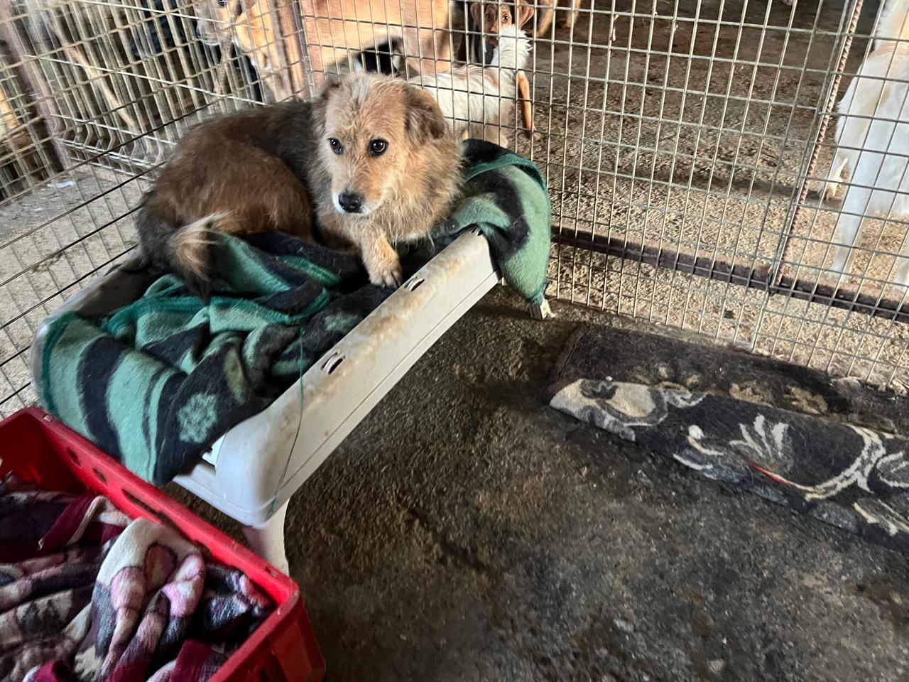 Enlarge Tucker, a Adoptable Irish Terrier in Erin, ON image 6/6