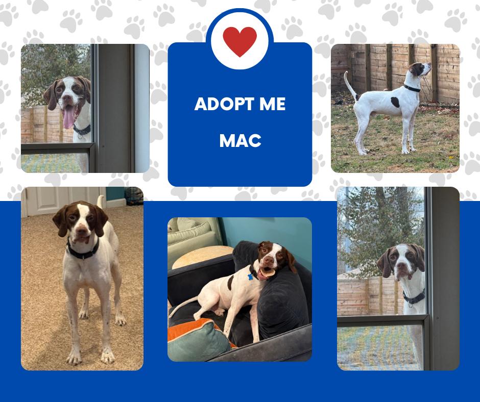 Mac (MO), ADOPTABLE, Adult Male English Pointer.