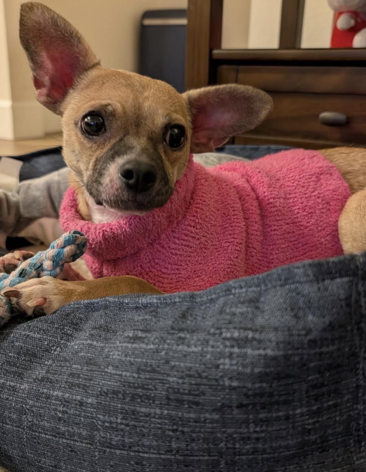 Missy, ADOPTABLE, Young Female Chihuahua.