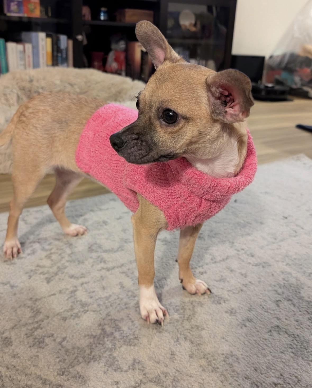 Missy, a ADOPTABLE mixed breed in Pasadena, CA image 5/6