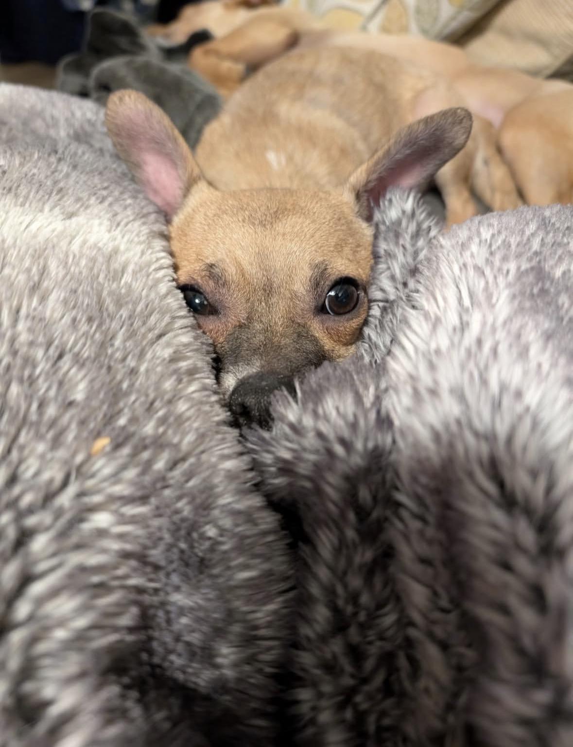 Missy, a ADOPTABLE mixed breed in Pasadena, CA image 6/6