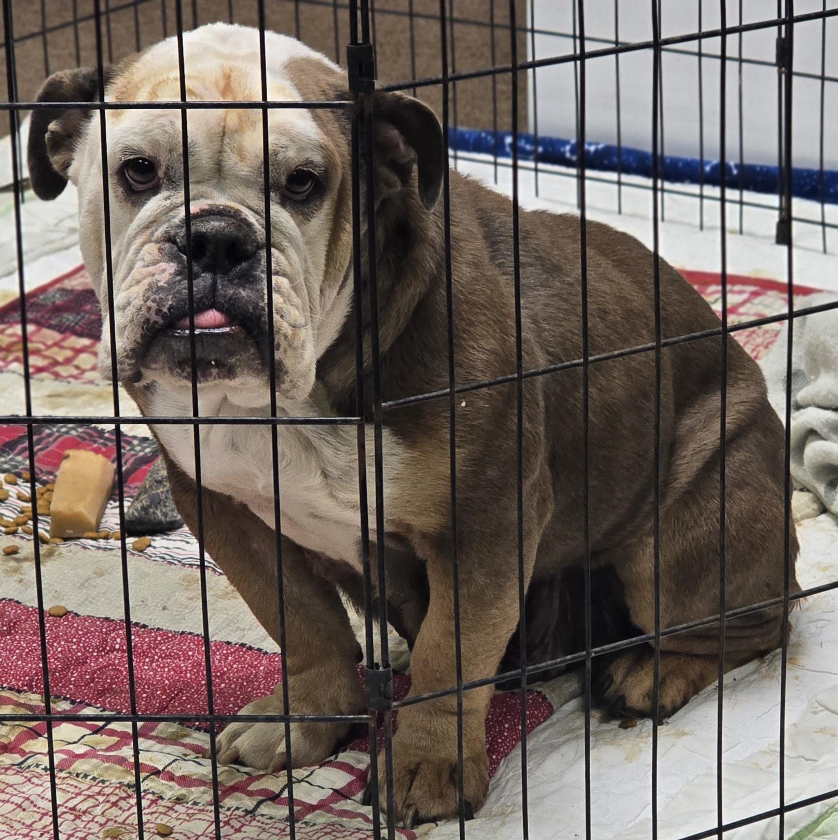 Savanah, a Adoptable English Bulldog in LaGrange, IN image 1/4