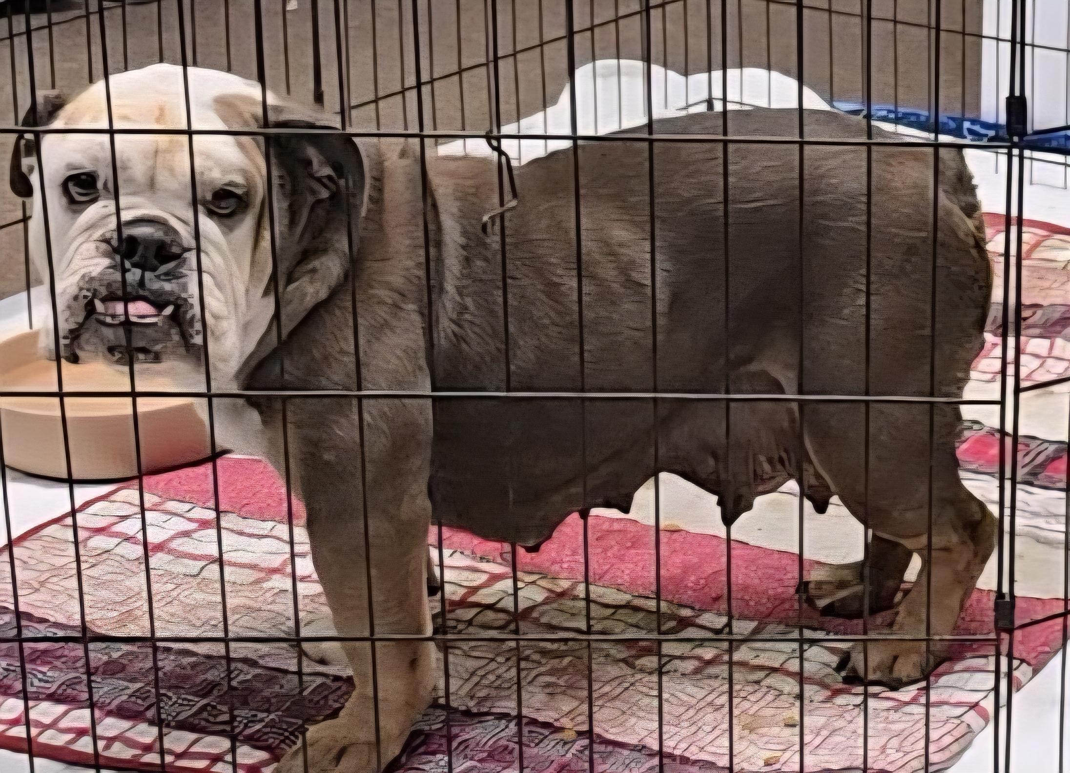 Savanah, a Adoptable English Bulldog in LaGrange, IN image 2/4