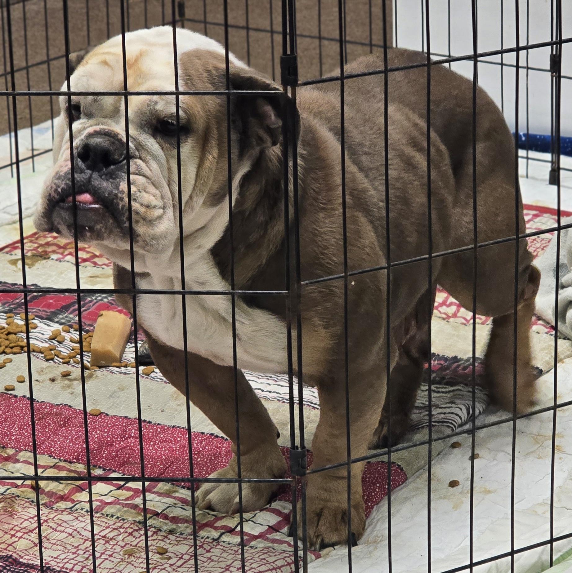 Savanah, a Adoptable English Bulldog in LaGrange, IN image 3/4