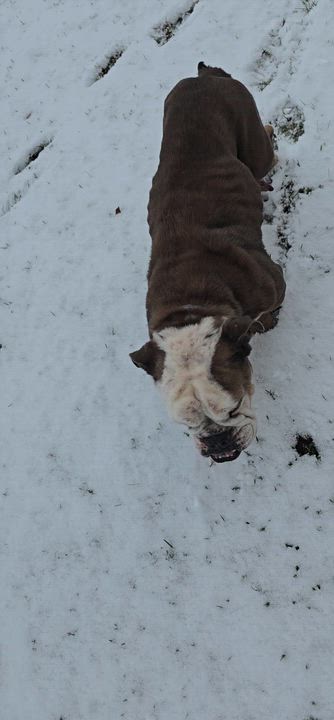 Enlarge Savanah, a Adoptable English Bulldog in LaGrange, IN video 4/4
