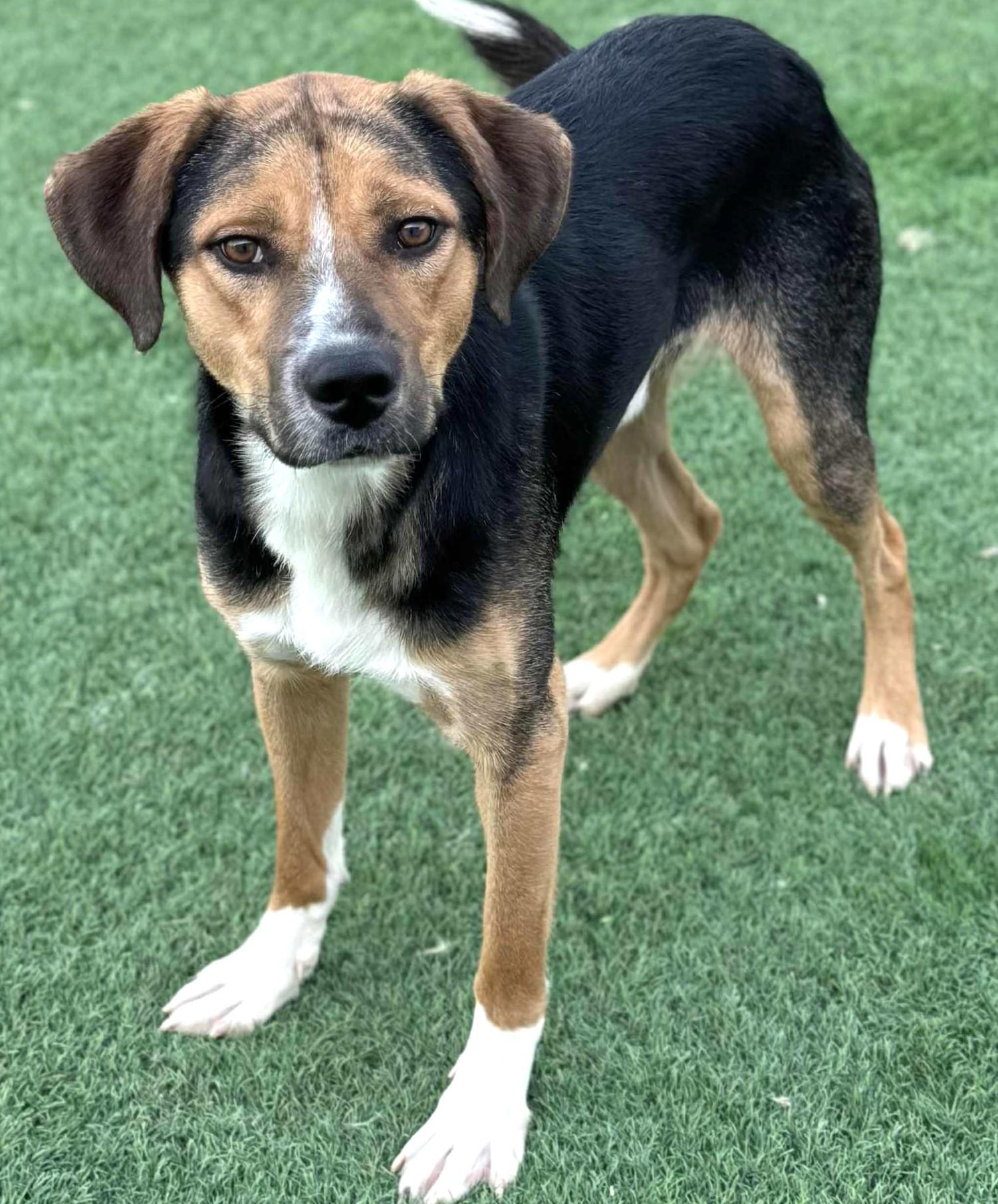 Dabdoob-Available 12/7 @Petsmart! www.lhar.dog to apply!, a Adoptable mixed breed in Frederick, MD image 1/5