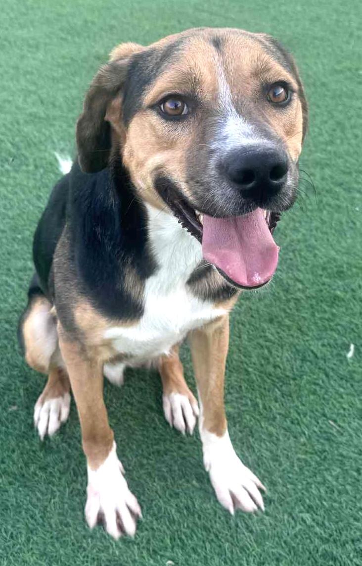 Dabdoob-Available 12/7 @Petsmart! www.lhar.dog to apply!, a Adoptable mixed breed in Frederick, MD image 2/5