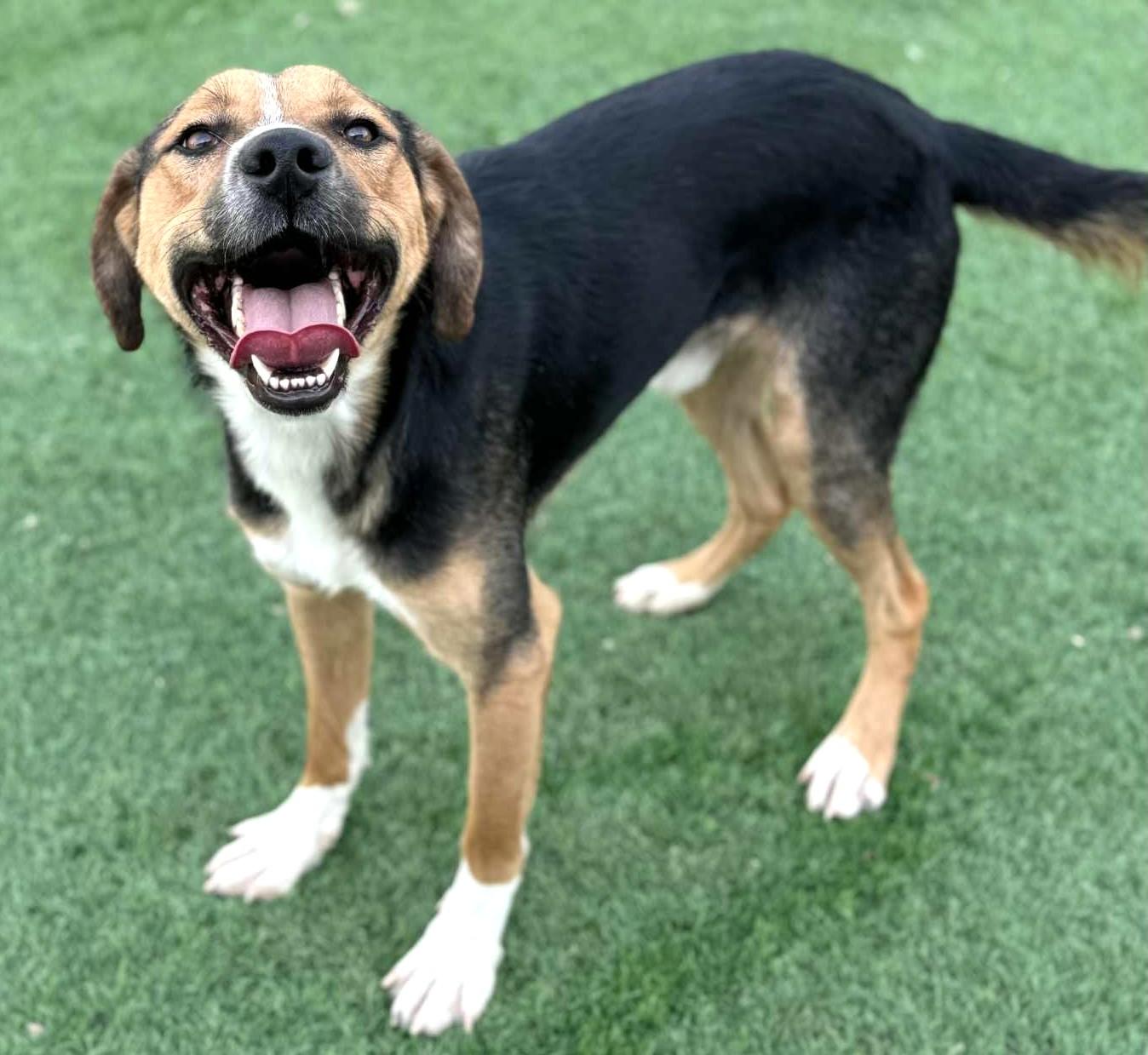 Dabdoob-Available 12/7 @Petsmart! www.lhar.dog to apply!, a Adoptable mixed breed in Frederick, MD image 4/5