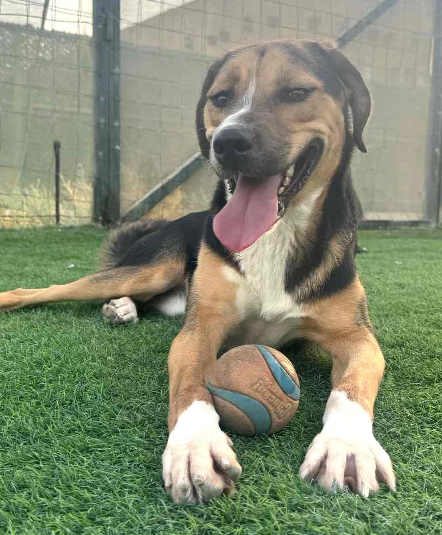 Dabdoob-Available 12/7 @Petsmart! www.lhar.dog to apply!, a Adoptable mixed breed in Frederick, MD image 5/5