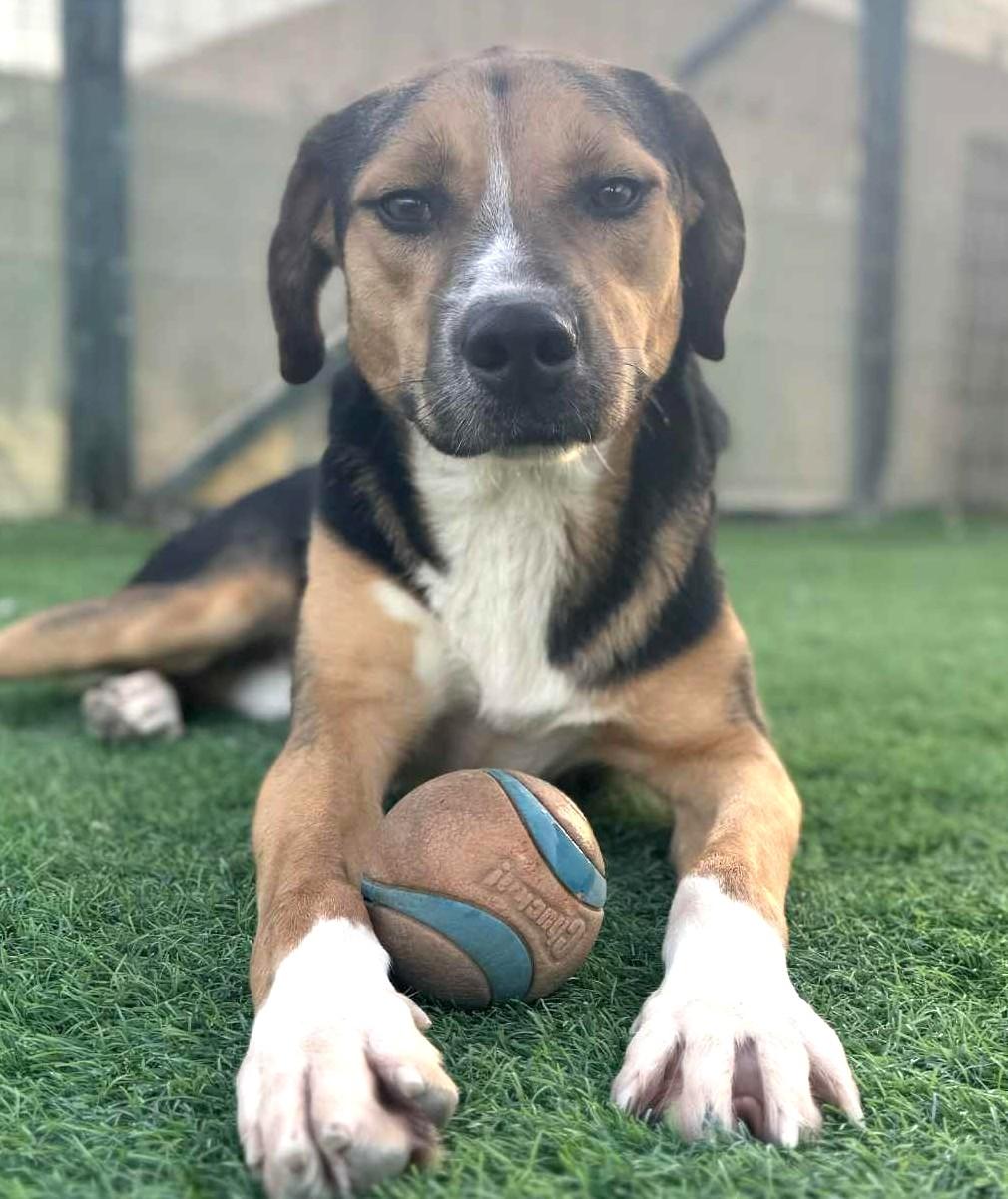 Dabdoob-Available 12/7 @Petsmart! www.lhar.dog to apply!, a Adoptable mixed breed in Frederick, MD image 3/5