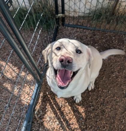 Athena, Adoptable, Adult Female Labrador Retriever & Mixed Breed.