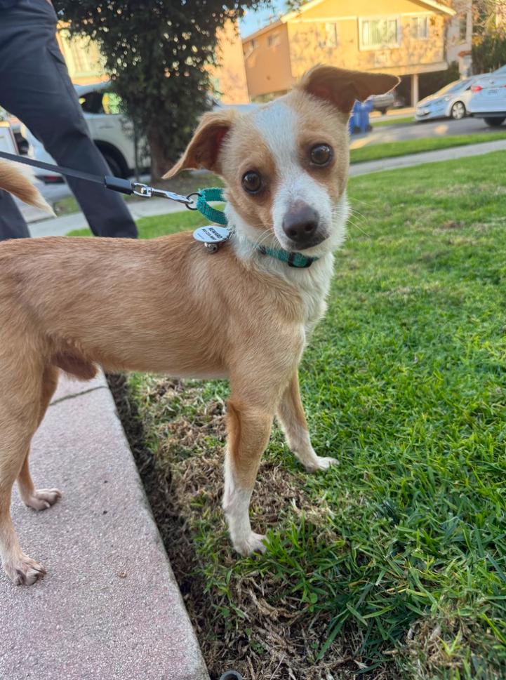 Enlarge Peanut, a ADOPTABLE Chihuahua in Los Angeles, CA image 3/3