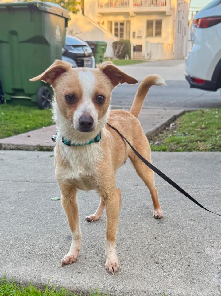 Peanut, ADOPTABLE, Adult Male Chihuahua.