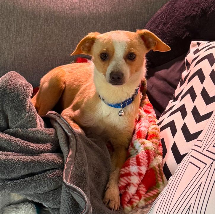 Enlarge Peanut, a ADOPTABLE Chihuahua in Los Angeles, CA image 2/3