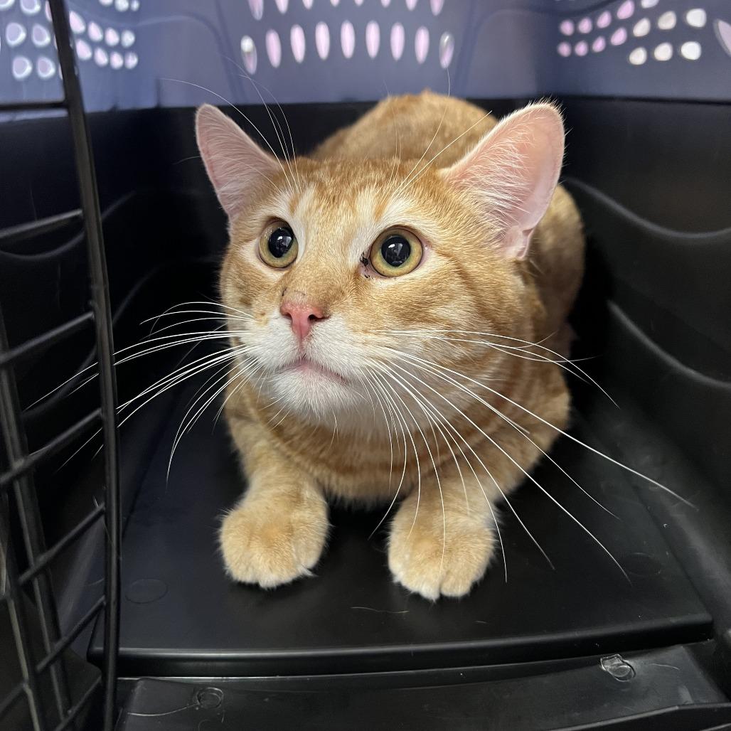 Enlarge Dusty, a Adoptable Domestic Short Hair in Cedar Rapids, IA image 2/2