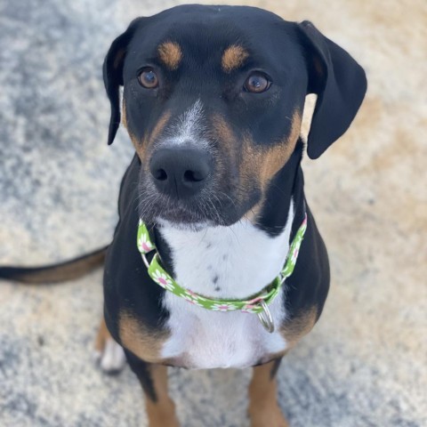 Heidi, an adoptable Hound, Rottweiler in Shorter, AL, 36075 | Photo Image 2