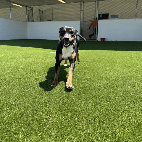 Heidi, an adoptable Hound, Rottweiler in Shorter, AL, 36075 | Photo Image 4