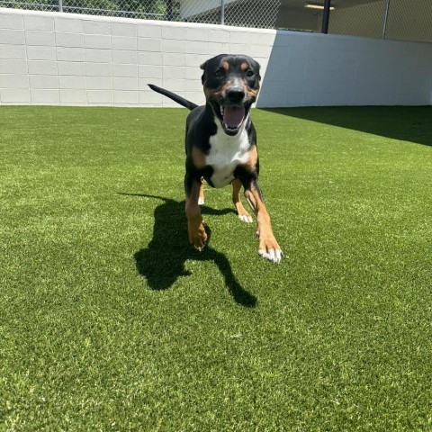 Heidi, an adoptable Hound, Rottweiler in Shorter, AL, 36075 | Photo Image 3