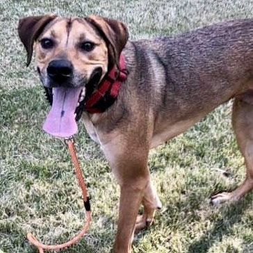 Enlarge Finn, a Adoptable mixed breed in Fredericton , NB image 4/5