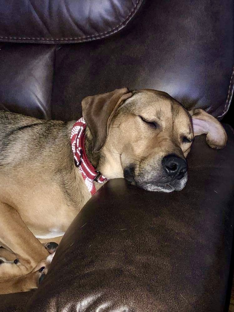 Enlarge Finn, a Adoptable mixed breed in Fredericton , NB image 5/5