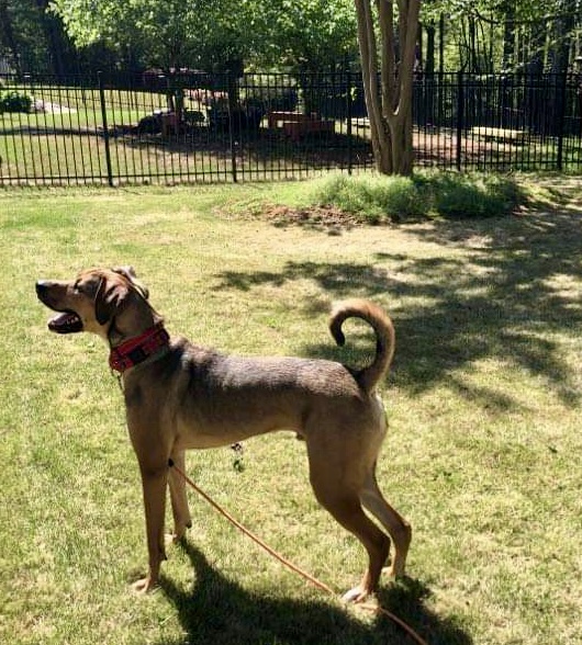 Enlarge Finn, a Adoptable mixed breed in Fredericton , NB image 2/5