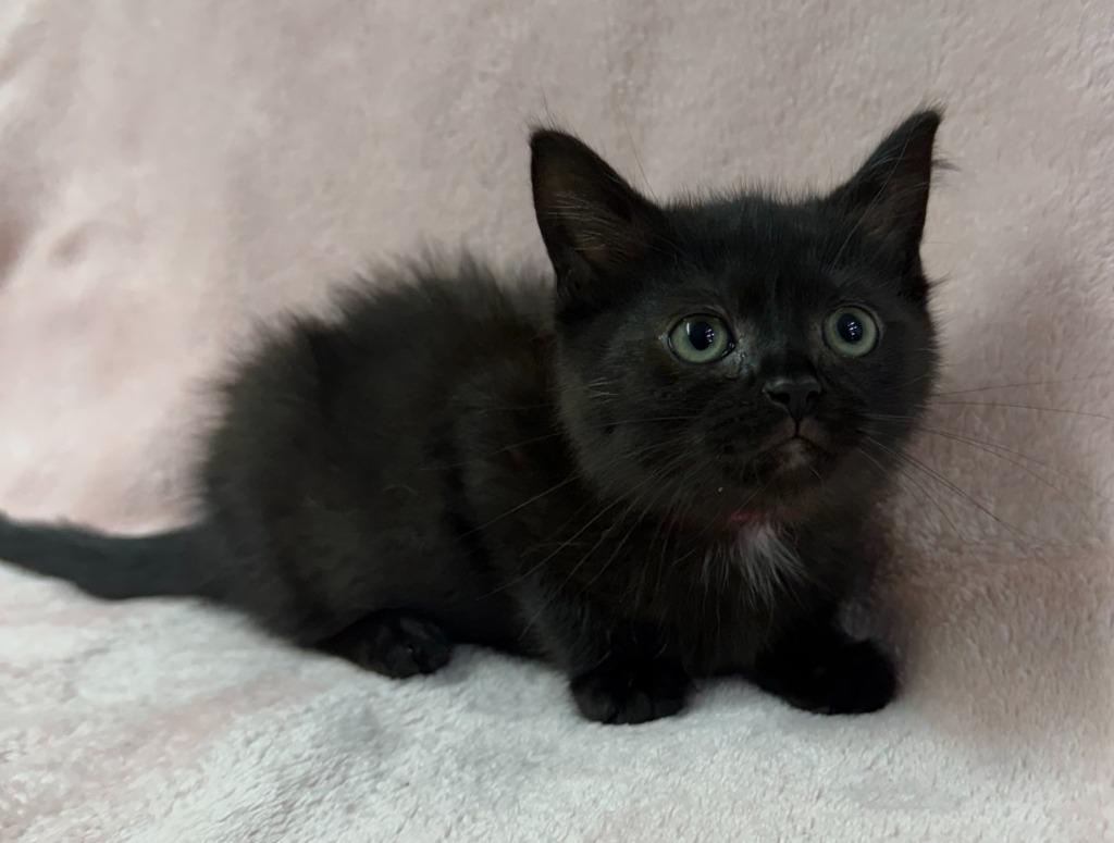 Zarra, Adoptable, Kitten Female Domestic Short Hair.