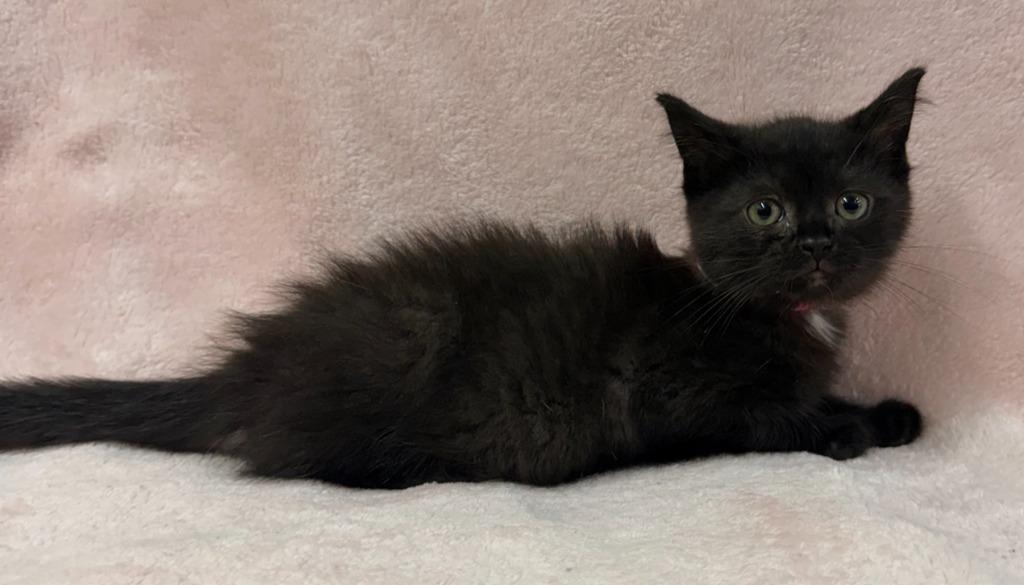 Enlarge Zarra, a Adoptable mixed breed in Lagrange, IN image 2/5