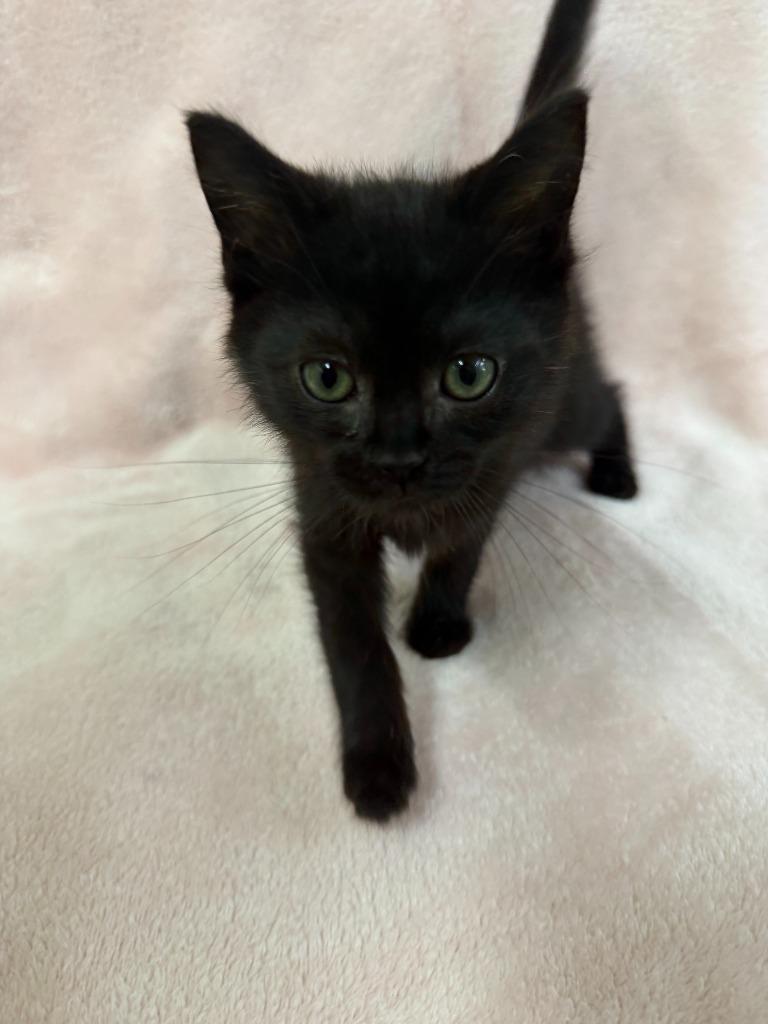 Enlarge Zarra, a Adoptable mixed breed in Lagrange, IN image 3/5