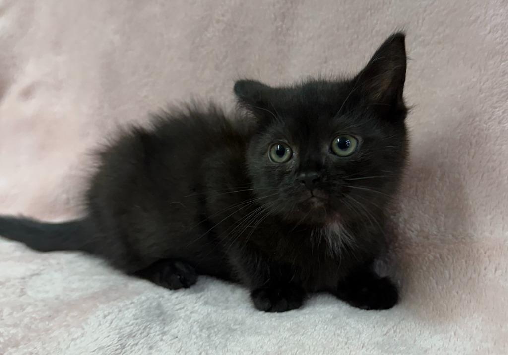 Enlarge Zarra, a Adoptable mixed breed in Lagrange, IN image 4/5
