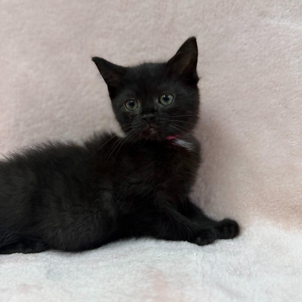 Enlarge Zarra, a Adoptable mixed breed in Lagrange, IN image 5/5