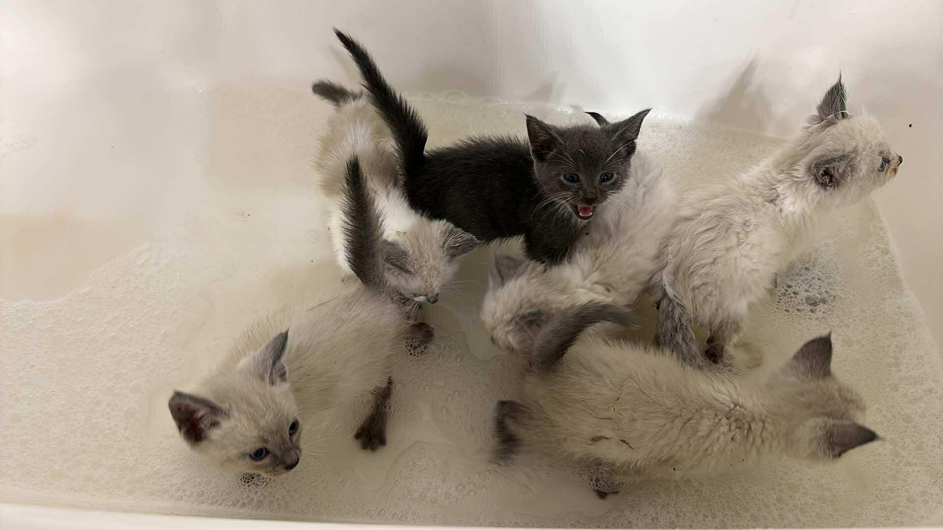 Enlarge Shadow, a Adopted Siamese in Shakopee, MN image 4/5
