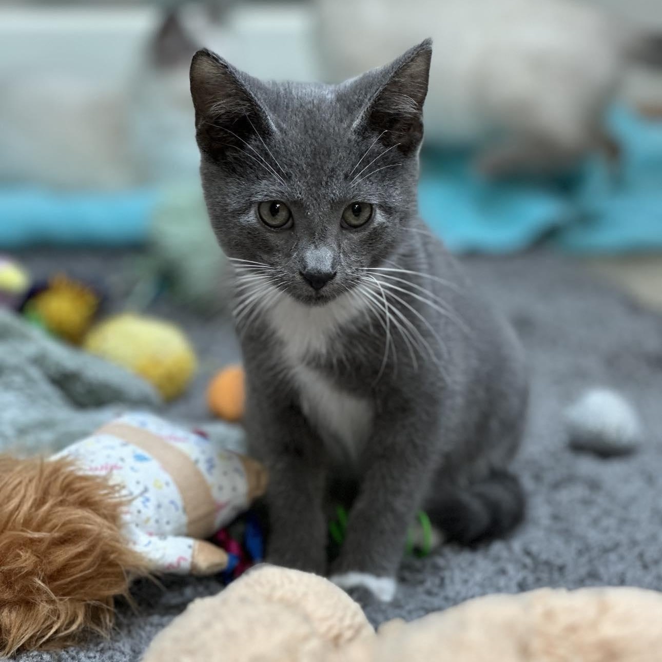 Shadow, Adopted, Kitten Male Siamese.