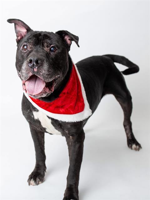 TUDDY, Adoptable, Adult Male Pit Bull Terrier.