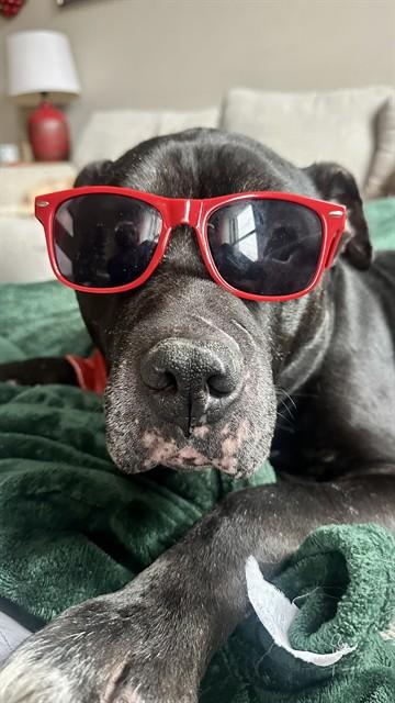 TUDDY, Adoptable, Adult Male Pit Bull Terrier.