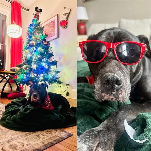 TUDDY, Adoptable, Adult Male Pit Bull Terrier.