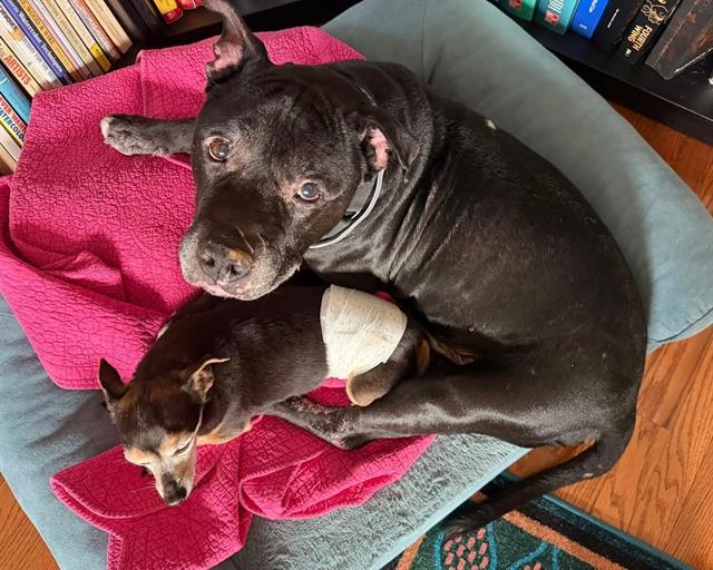 TUDDY, Adoptable, Adult Male Pit Bull Terrier.