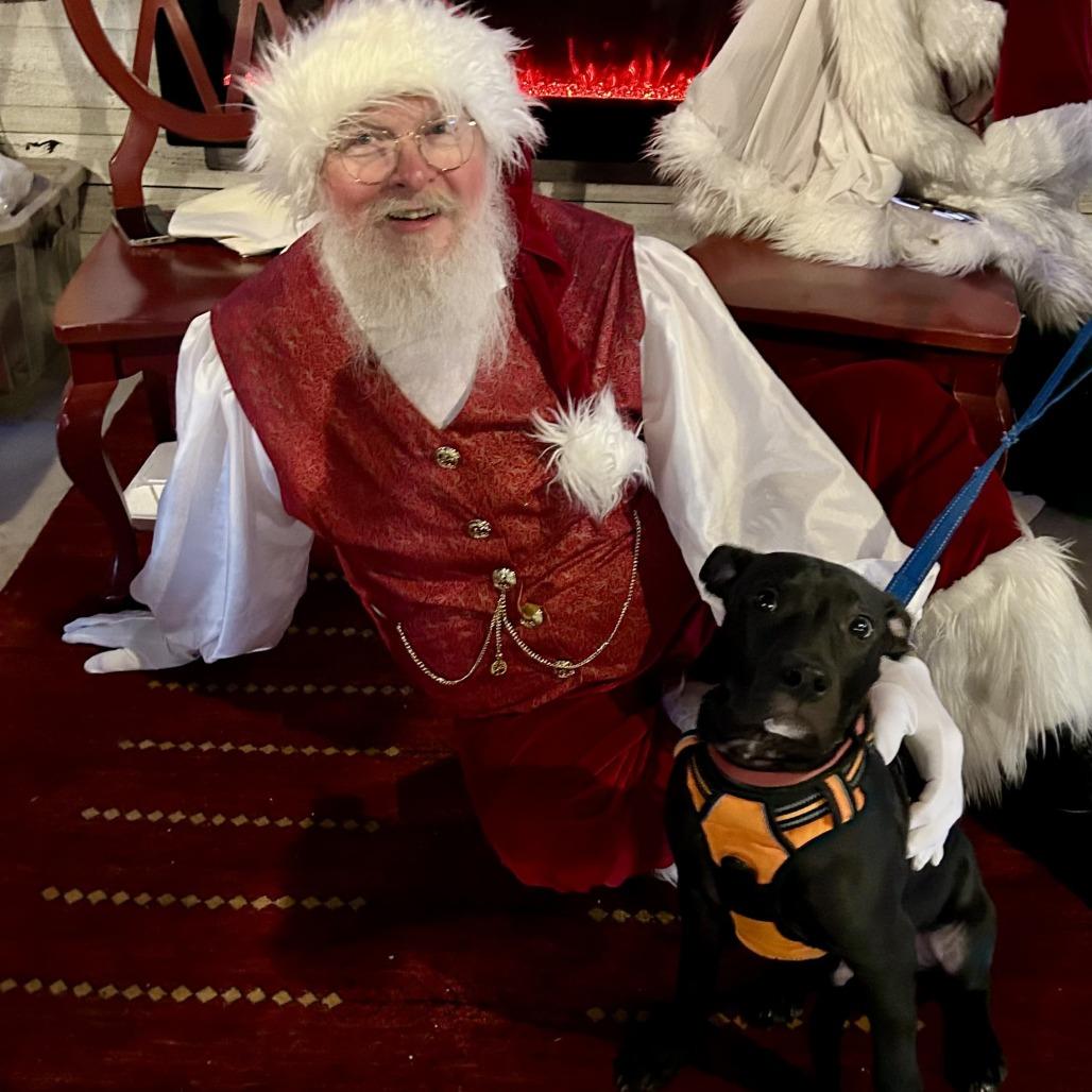 Echo, a Adoptable mixed breed in Normal, IL image 1/6