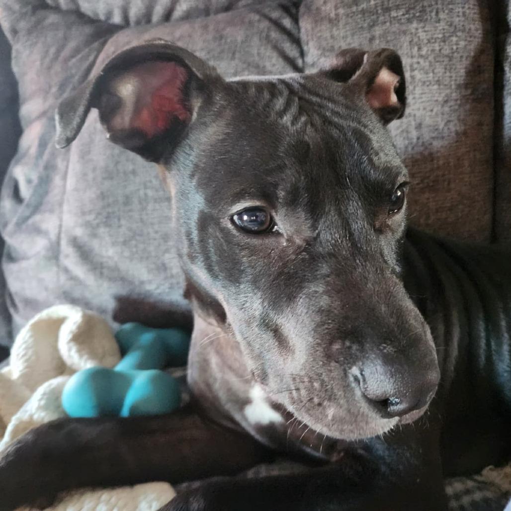 Echo, Adoptable, Puppy Male Labrador Retriever & Pit Bull Terrier.